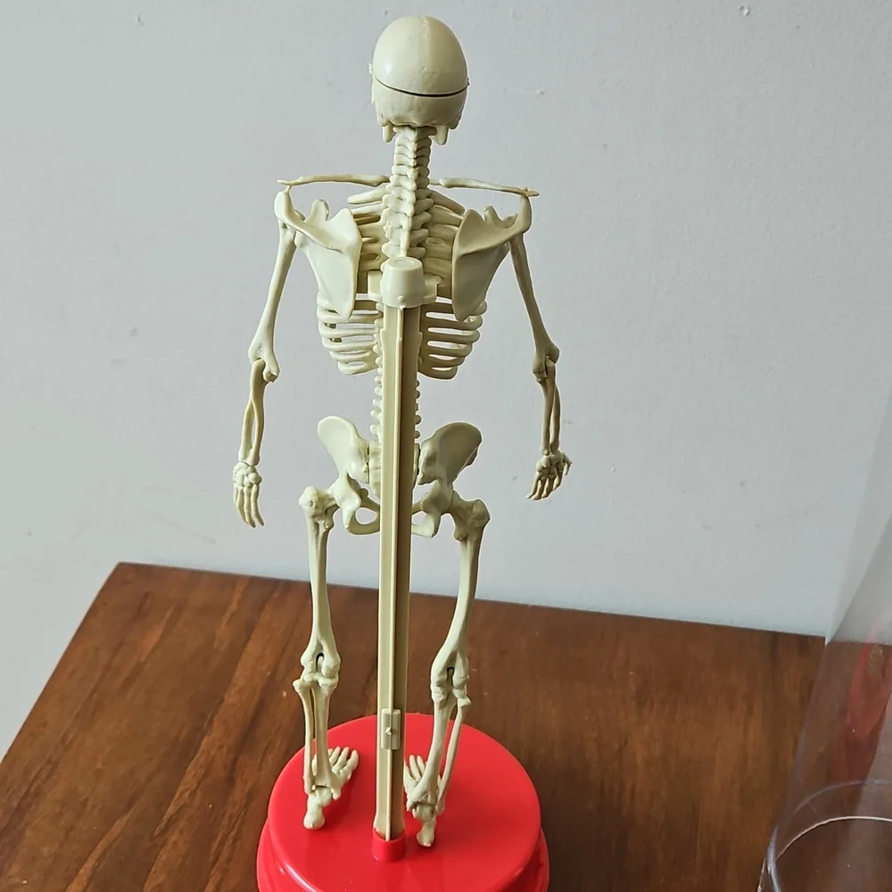 Vintage 1991 Workman Publishing Human Skeleton - Picture 7 of 8